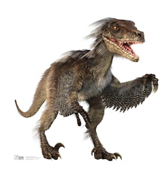 Velociraptor pictures