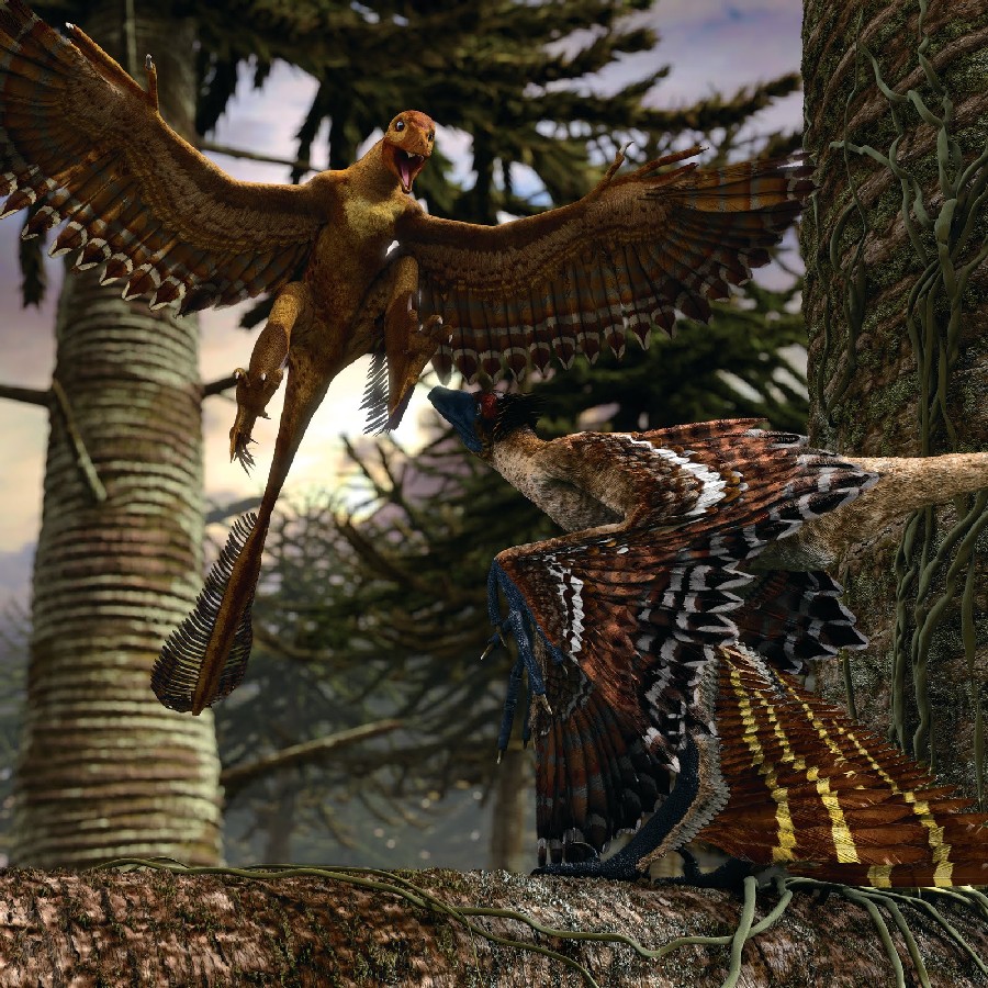 Gwawinapterus pictures