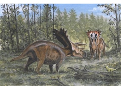 Anchiceratops pictures