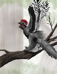 Anchiornis pictures