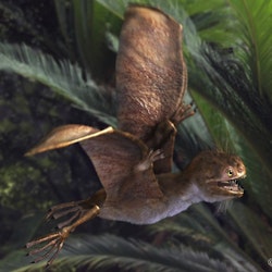 Anurognathus pictures
