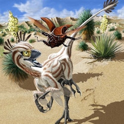 Atrociraptor pictures