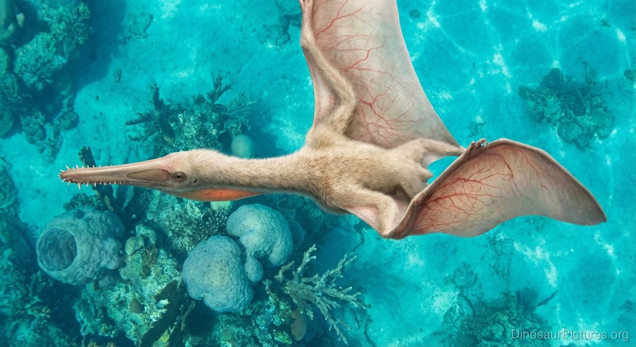 Aurorazhdarcho pictures