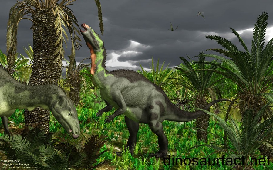 Camptosaurus pictures