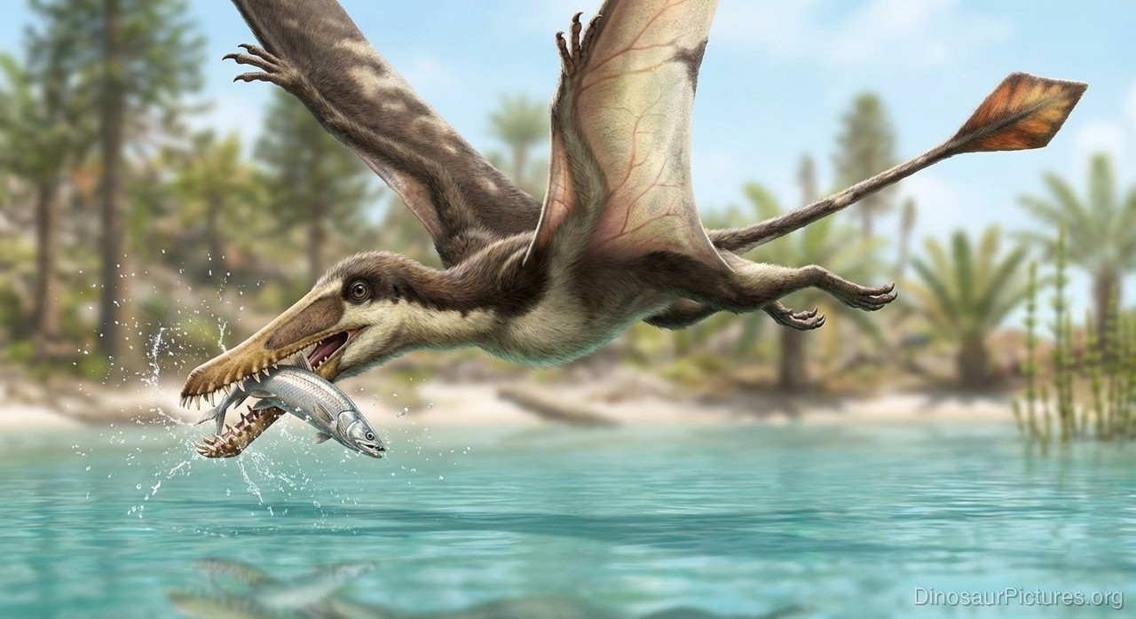 Carniadactylus pictures