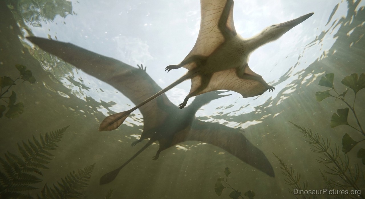 Changchengopterus pictures