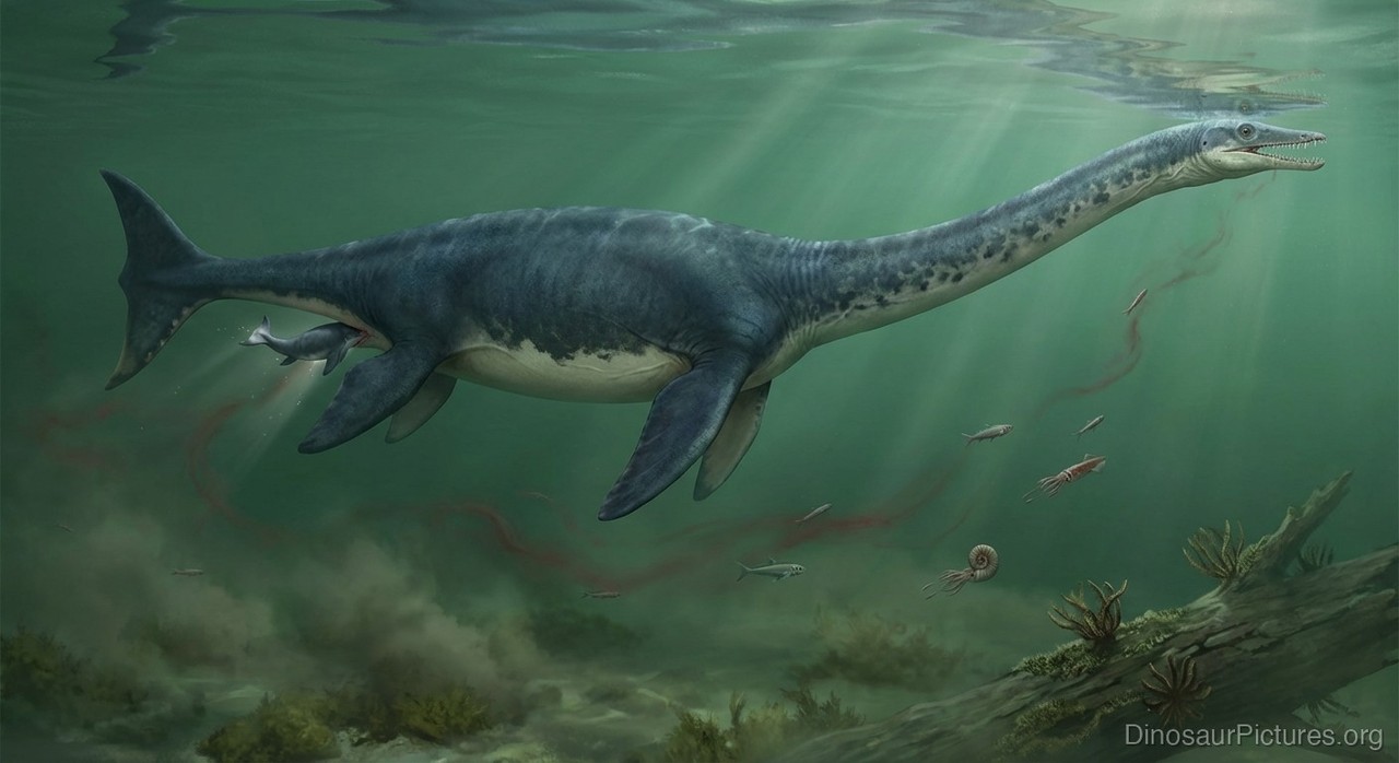 Colymbosaurus pictures