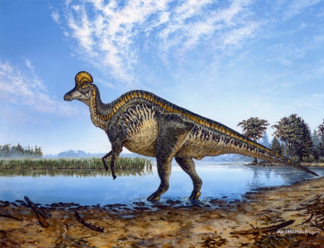 Corythosaurus pictures