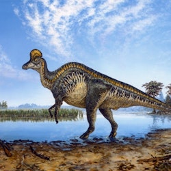 Corythosaurus pictures