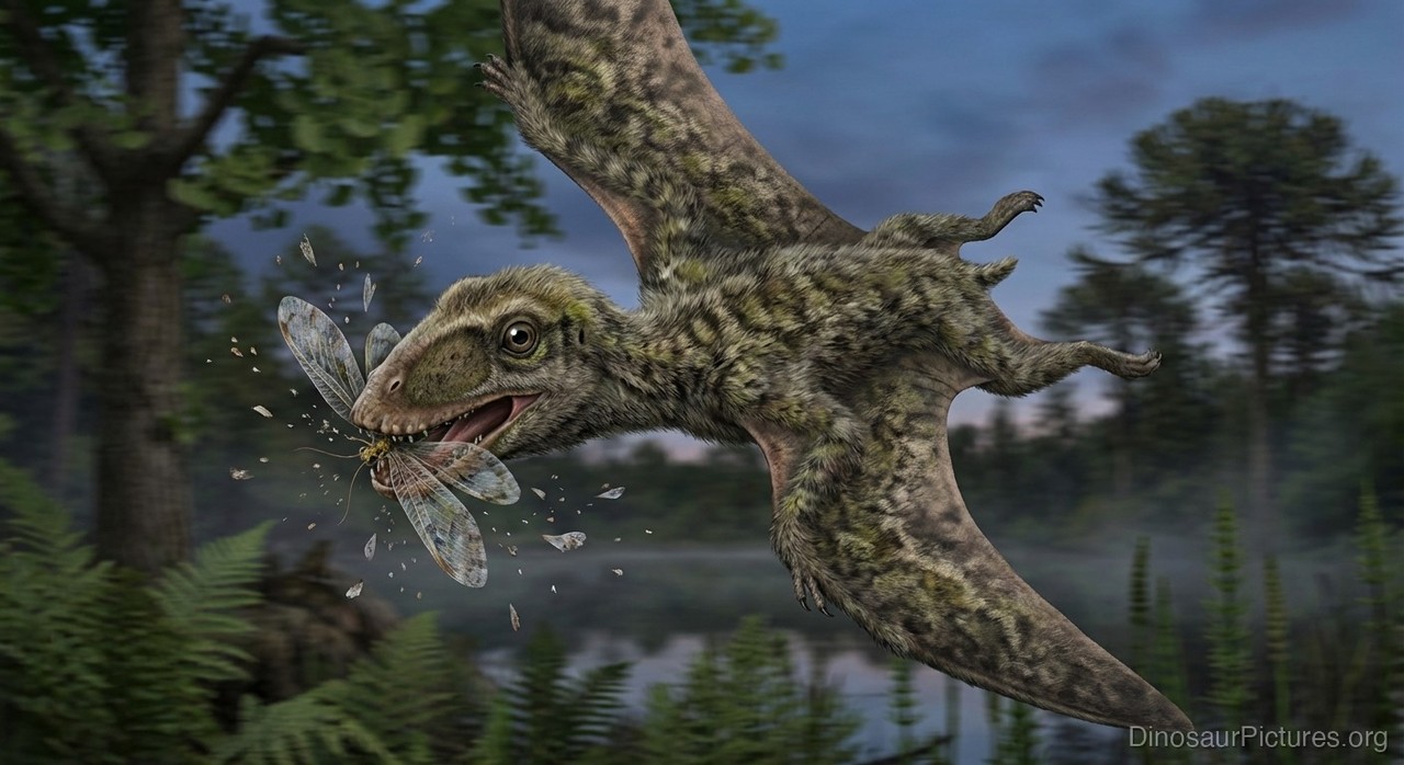 Dendrorhynchus pictures