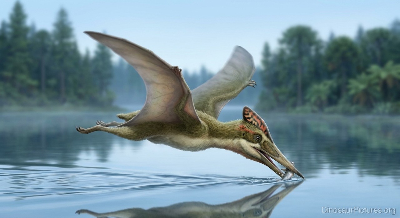 Dermodactylus pictures