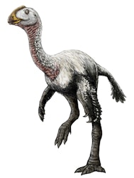 Elmisaurus pictures
