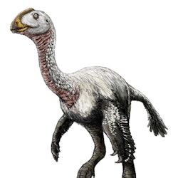 Elmisaurus pictures
