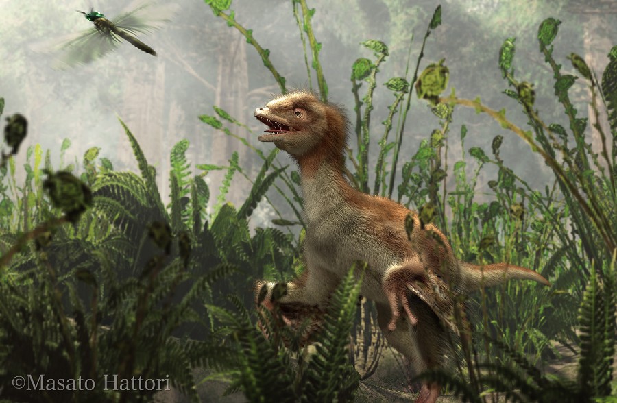 Eosinopteryx pictures