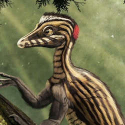 Epidendrosaurus pictures