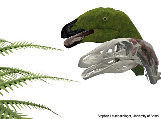 Erlikosaurus pictures