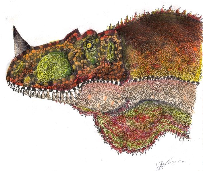 Genyodectes pictures