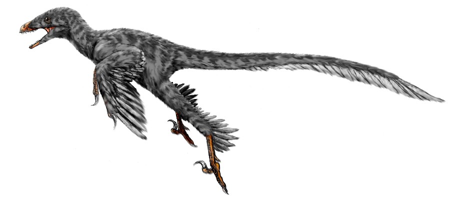 Graciliraptor pictures
