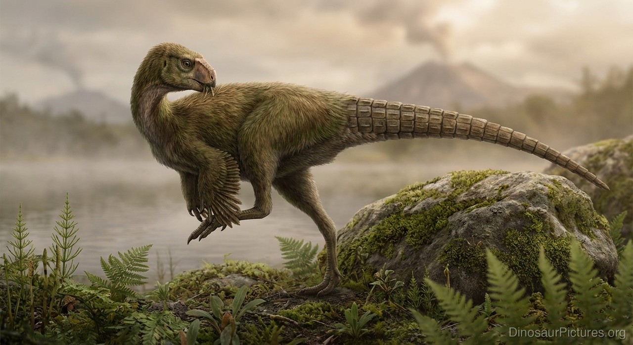 Kulindadromeus pictures