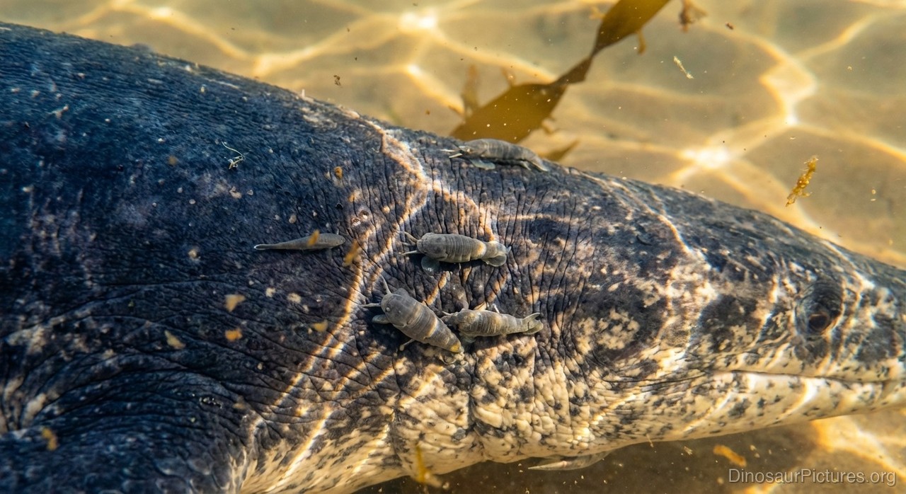 Martinectes pictures