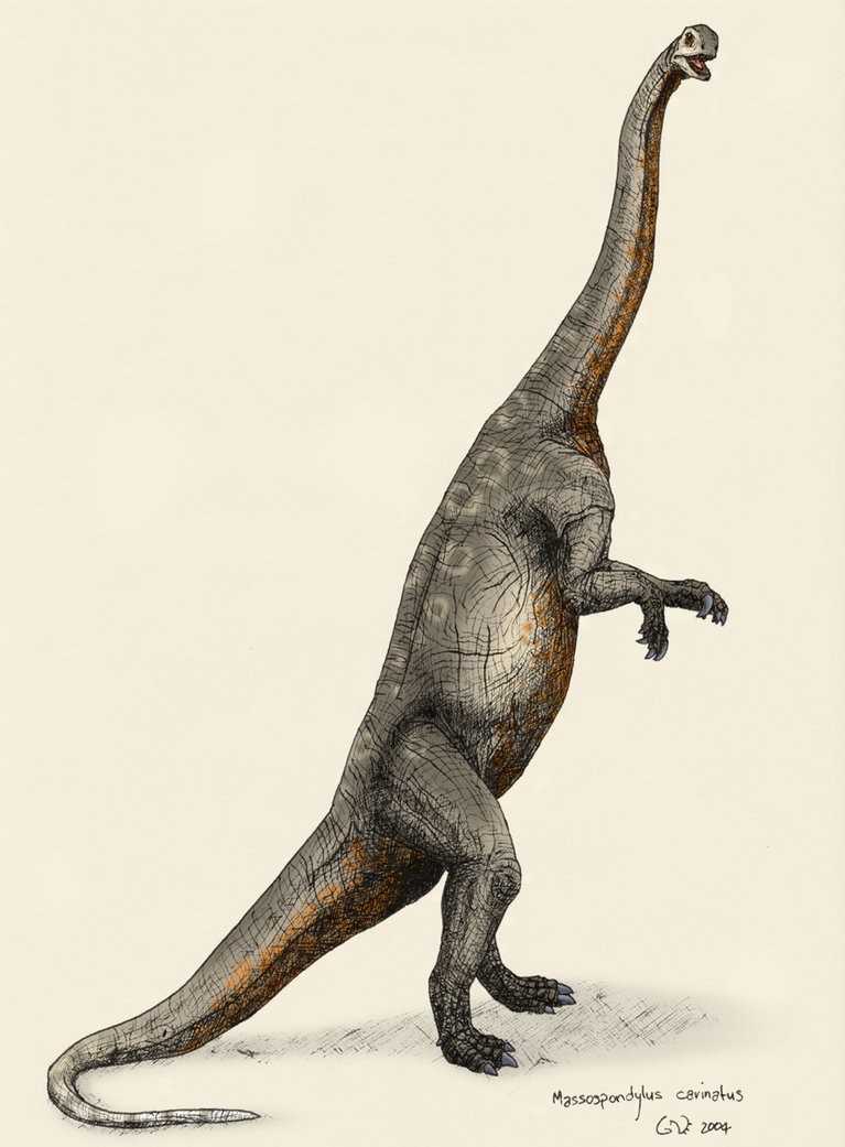 Massospondylus pictures