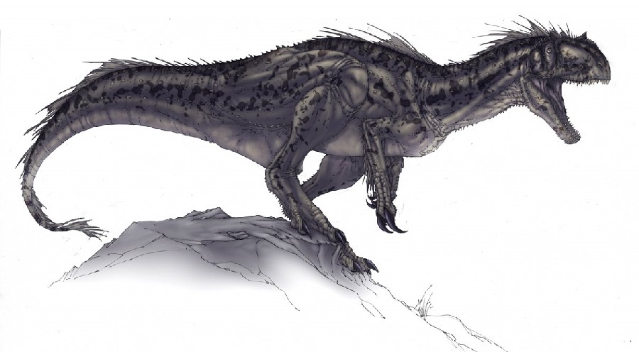 Megaraptor pictures