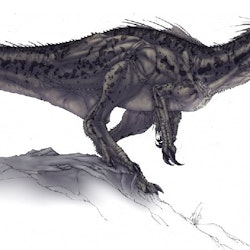 Megaraptor pictures