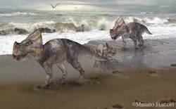 Montanoceratops pictures