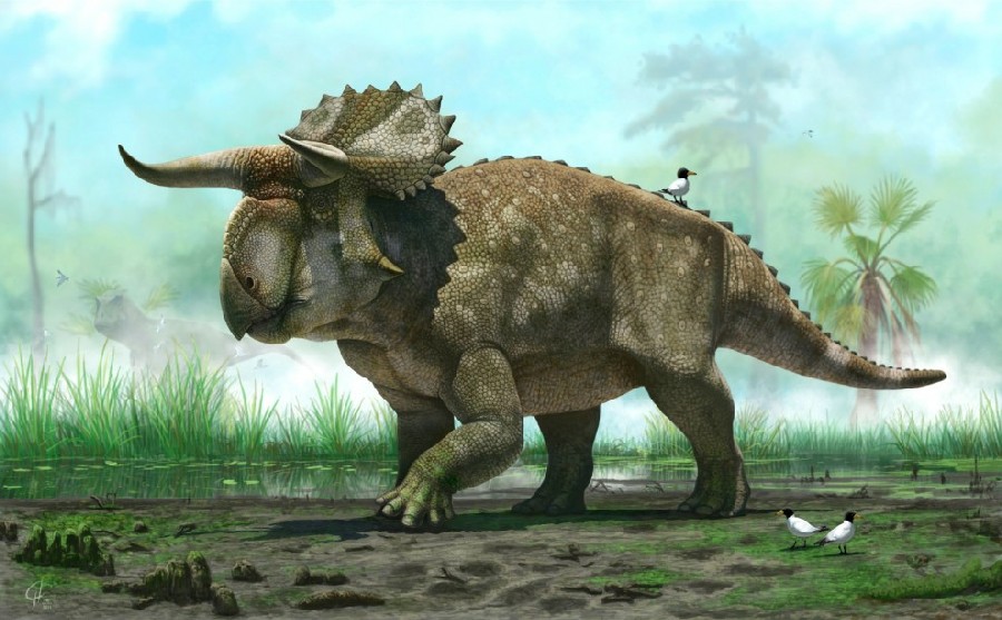 Nasutoceratops pictures