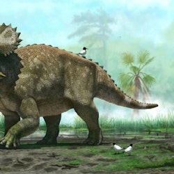 Nasutoceratops pictures