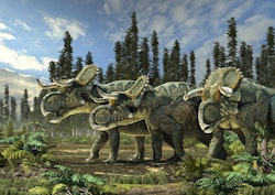 Nasutoceratops pictures