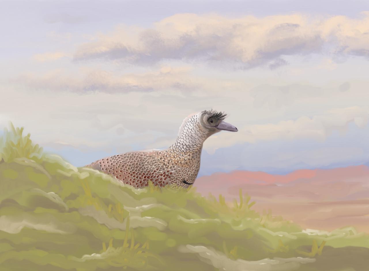 Parvicursor pictures