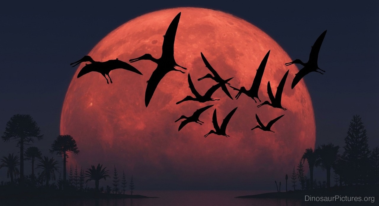 Ptenodactylus pictures