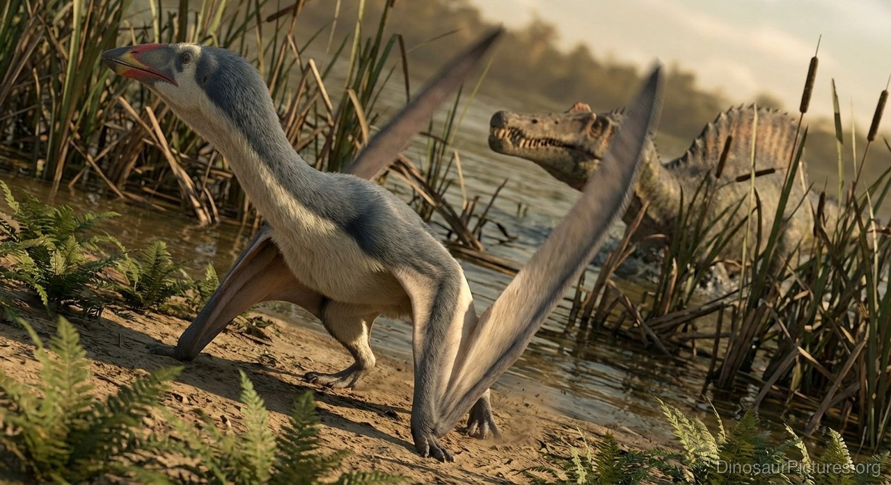 Santanadactylus pictures