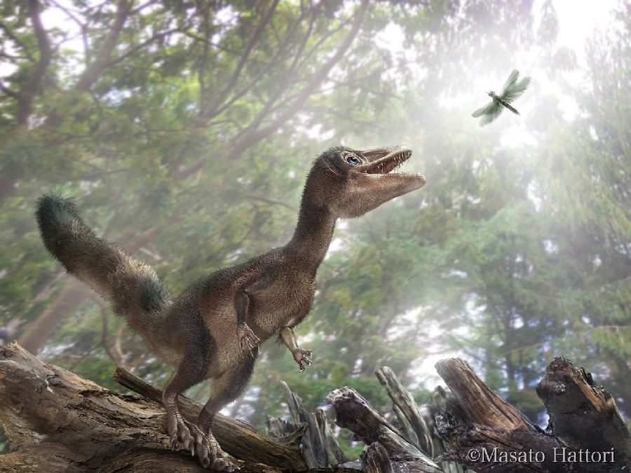 Sciurumimus pictures