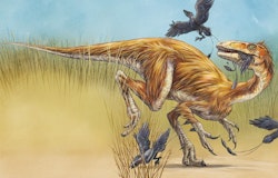 Sinocalliopteryx pictures