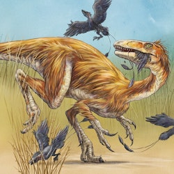 Sinocalliopteryx pictures