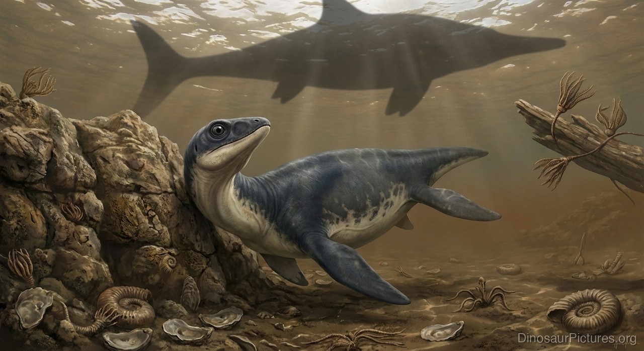 Stratesaurus pictures