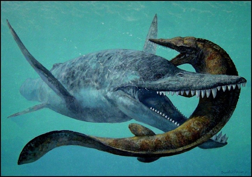 Brachauchenius pictures