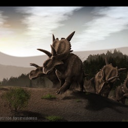 Xenoceratops pictures