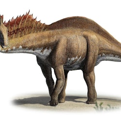 Amargasaurus pictures