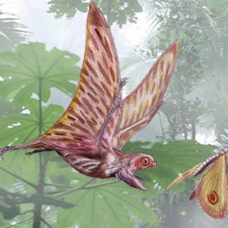 Anurognathus pictures