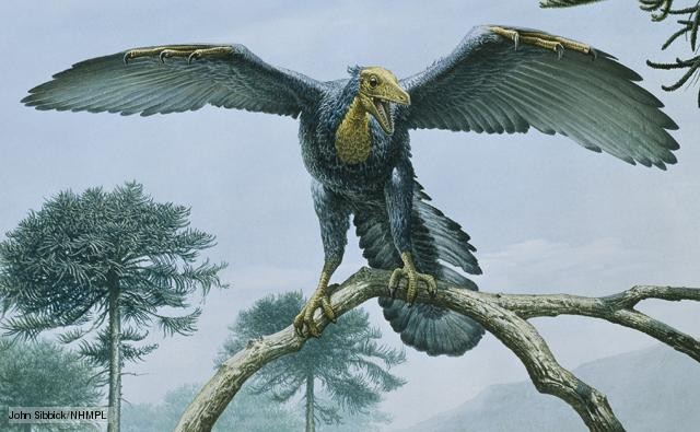 Archaeopteryx pictures