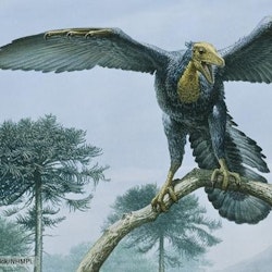 Archaeopteryx pictures
