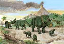 Arrhinoceratops pictures