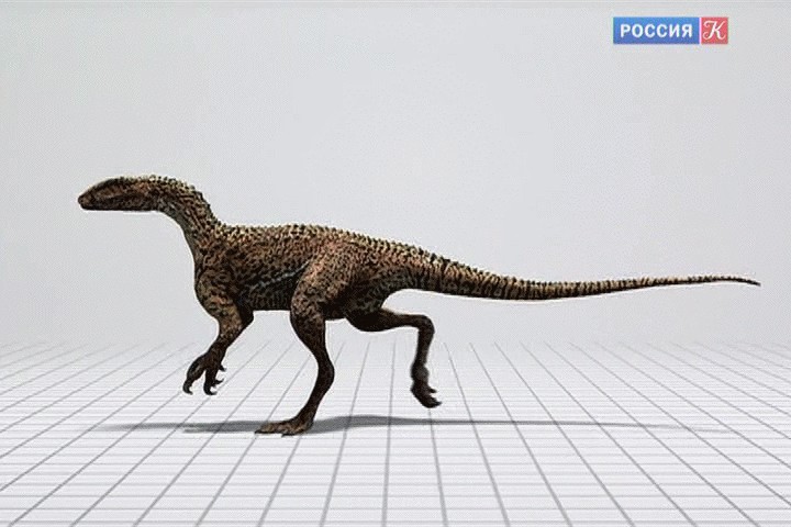 Australovenator pictures