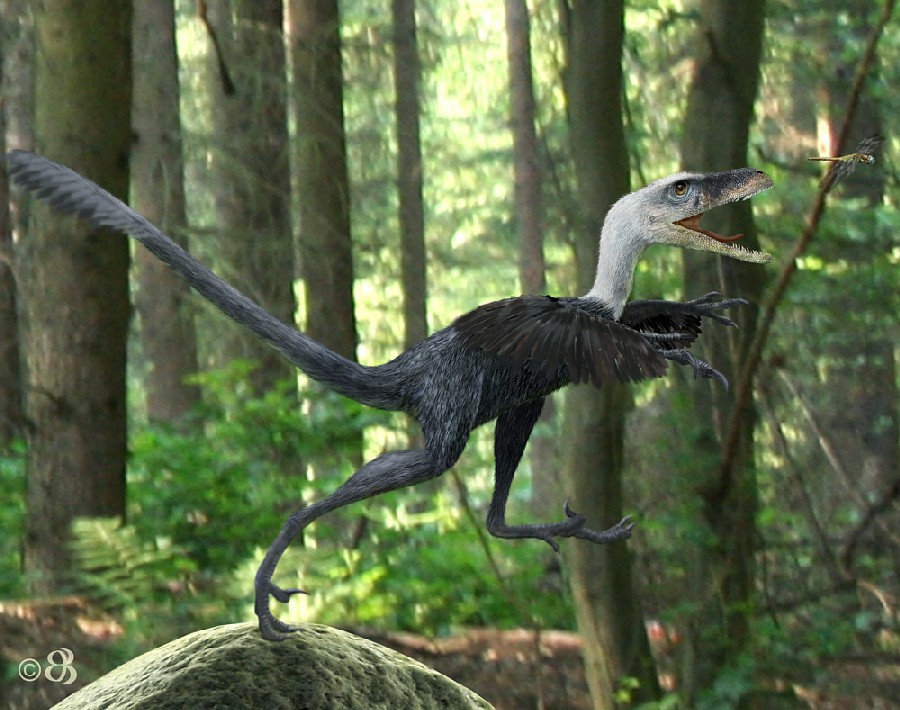 Bambiraptor pictures