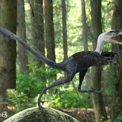 Bambiraptor pictures