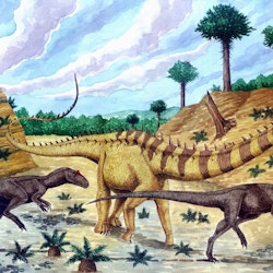 Barosaurus pictures