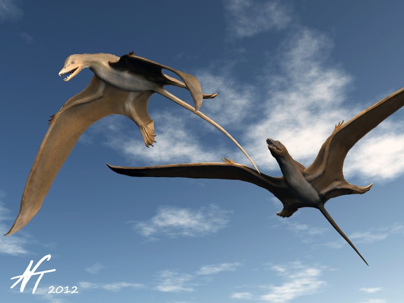 Bellubrunnus pictures